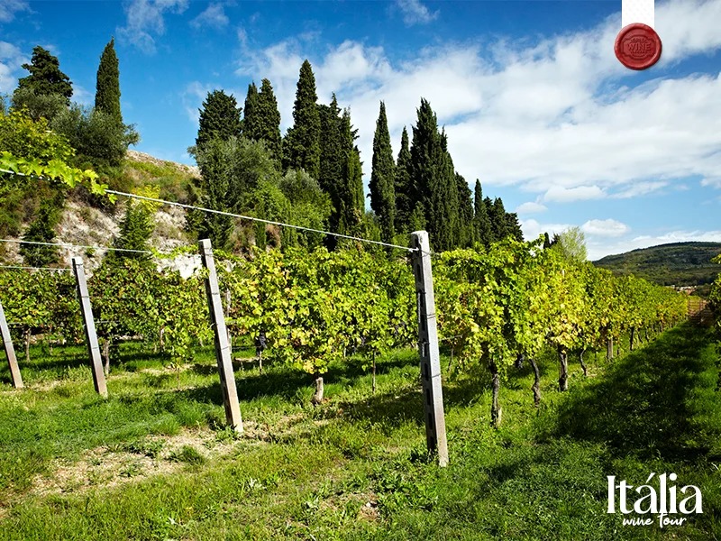 italia vinhos e sabores (6)