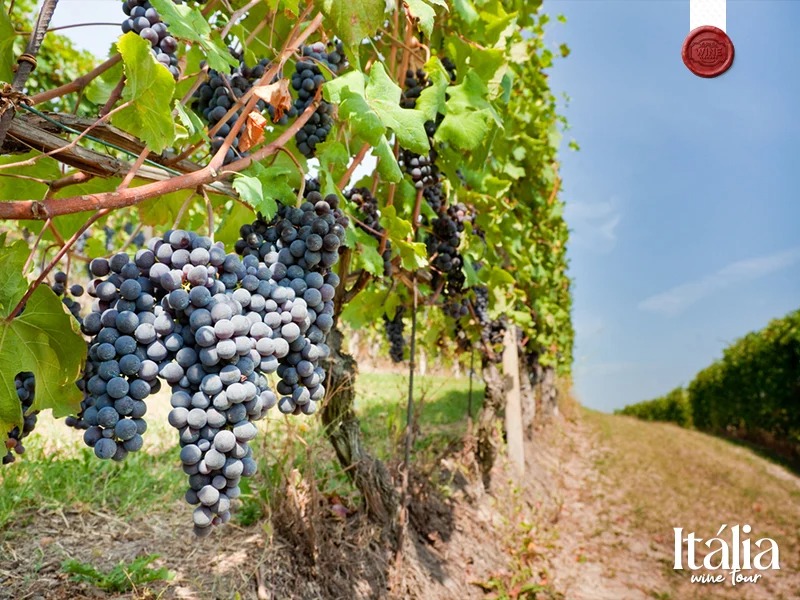 italia vinhos e sabores (7)