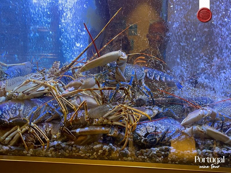 portugal wine tour (3)